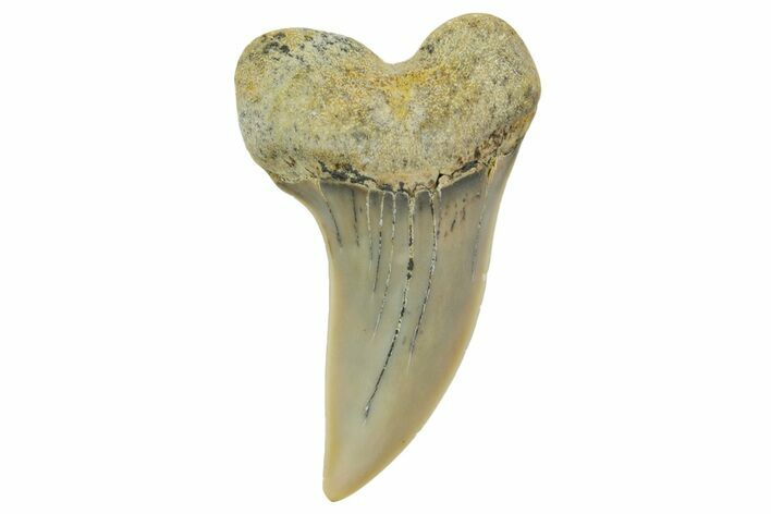 Fossil Shark Tooth (Carcharodon planus) - Bakersfield, CA #364024
